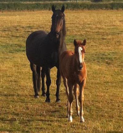Foals For Sale Near Me